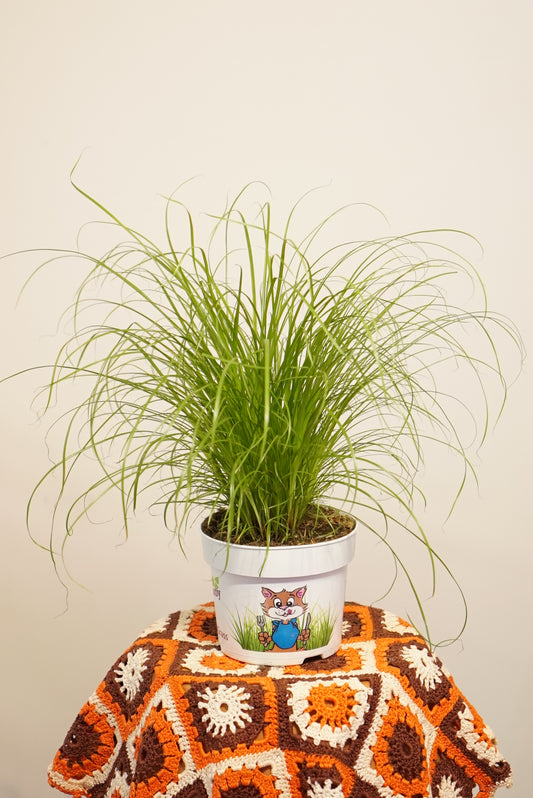 Cyperus Zumula "Herbe à Chat"