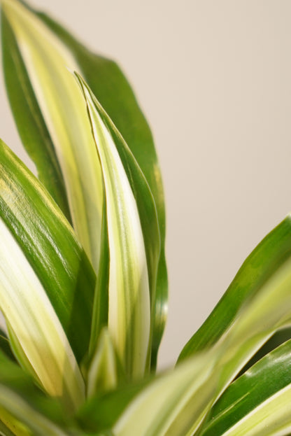 Dracaena Fragrans Malaika