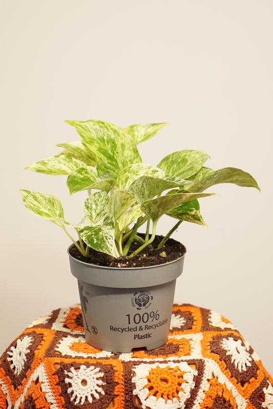 Epipremnum Pinnatum "Pothos" Marble Queen