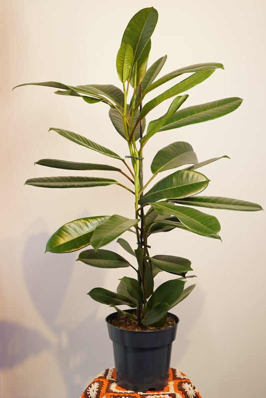 Ficus Americana Tresor