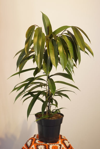 Ficus Amstel King