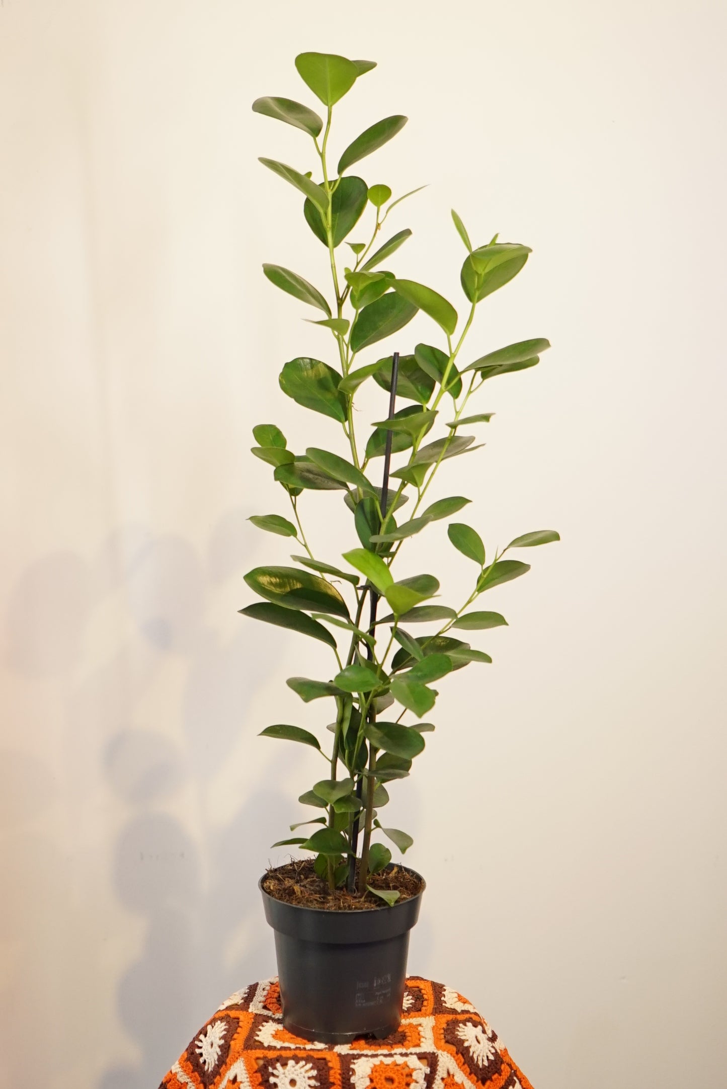 Ficus Microcarpa Moclame