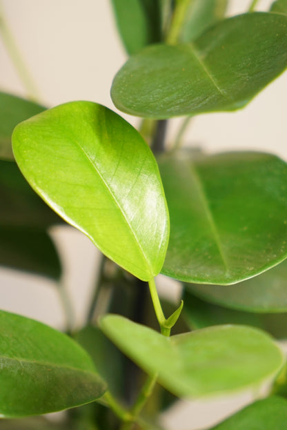 Ficus Microcarpa Moclame