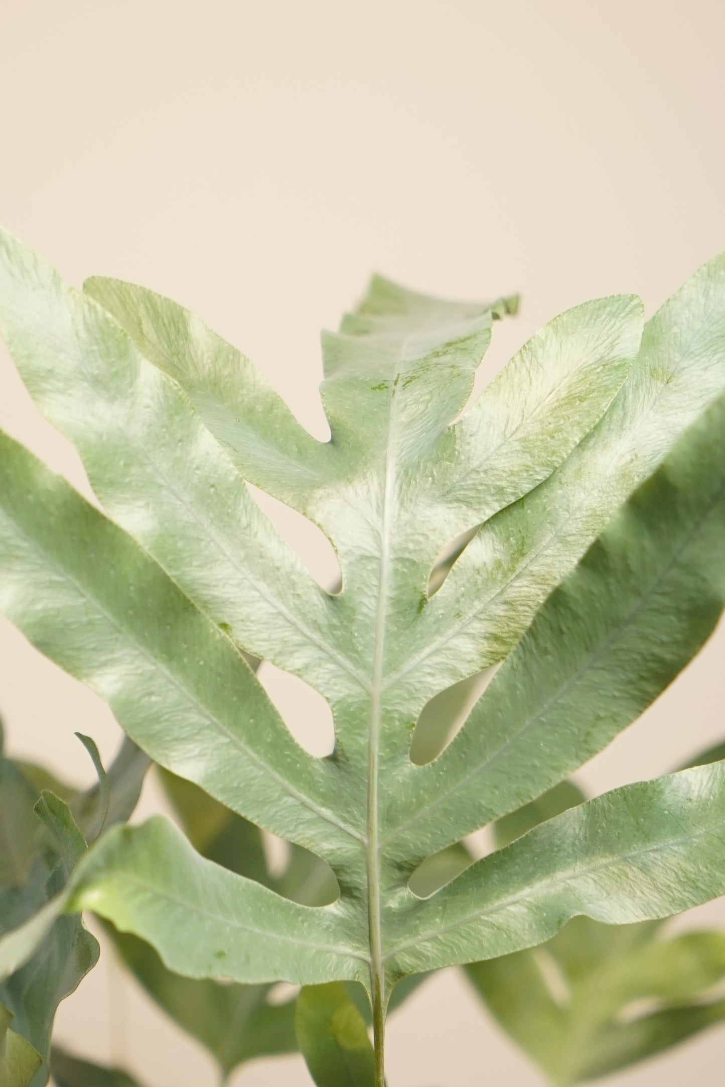 Phlebodium Aureum "Fougère Bleue"