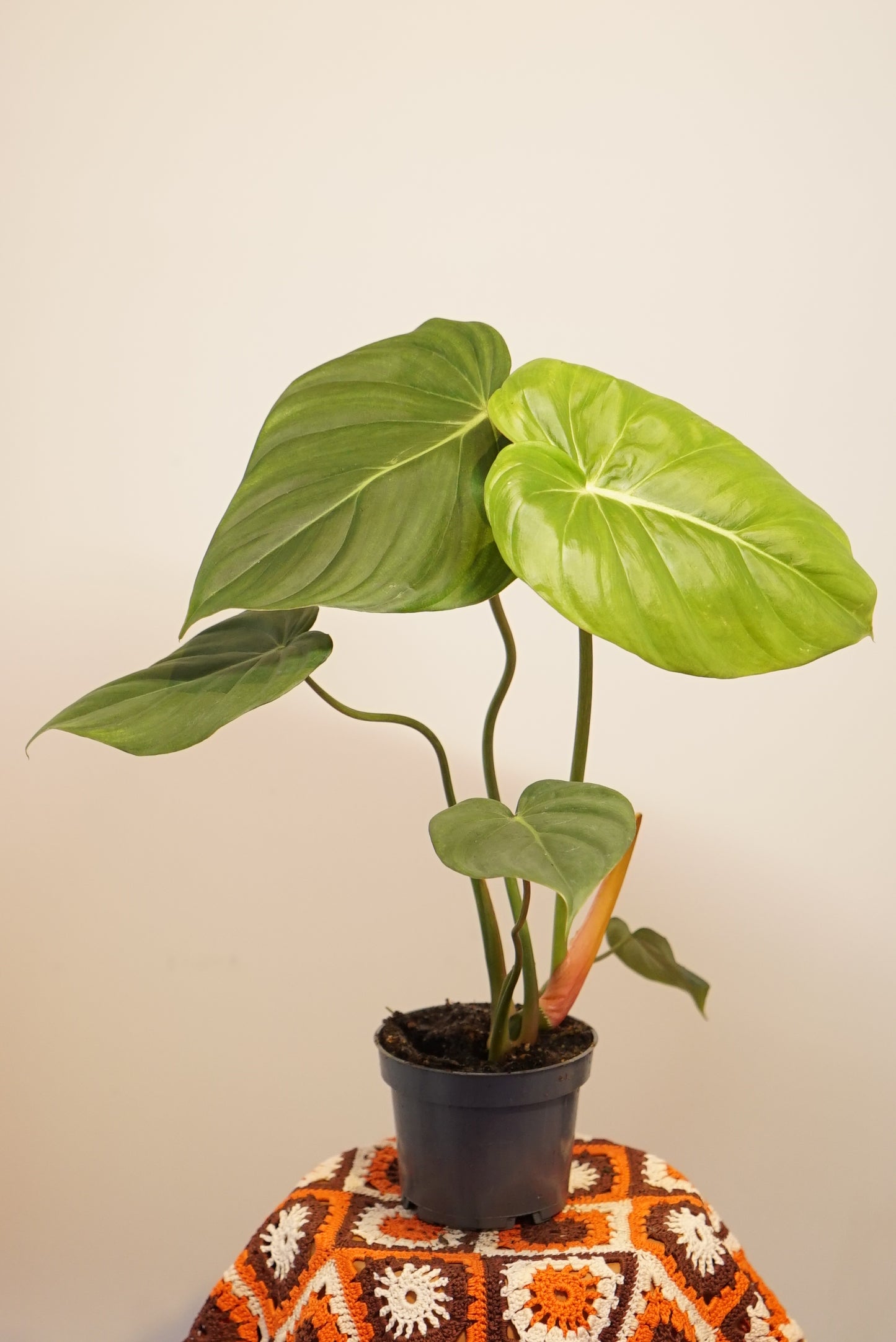 Philodendron McDowell