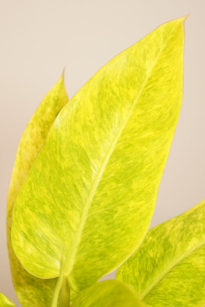 Philodendron Calkins Gold