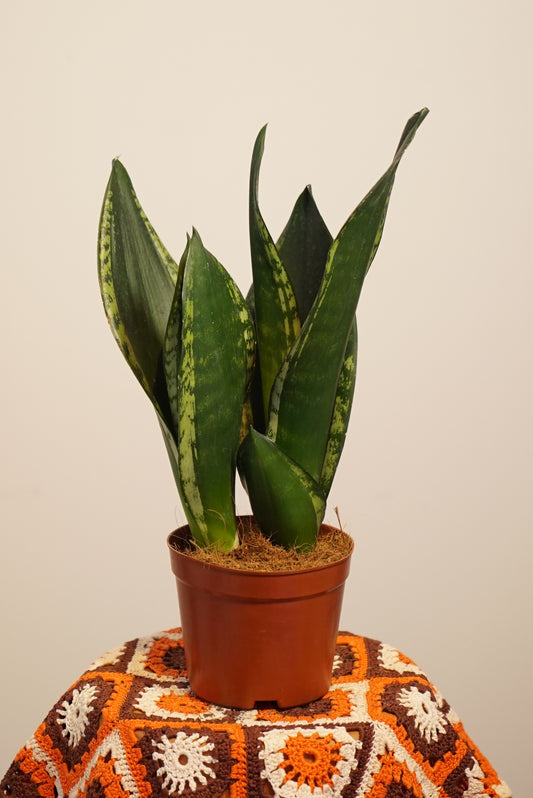 Sansevieria