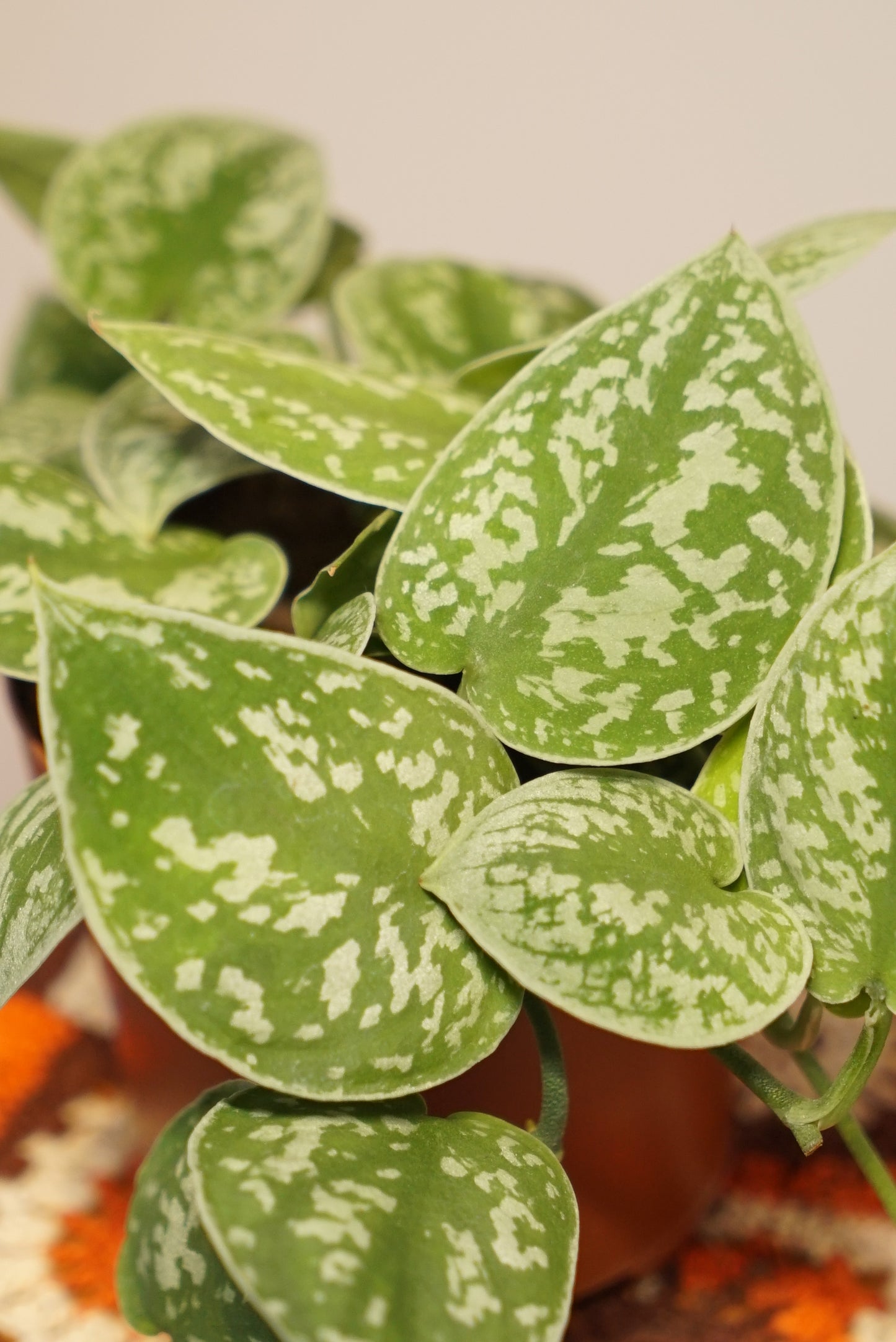 Scindapsus Pictus "Pothos" Argenté