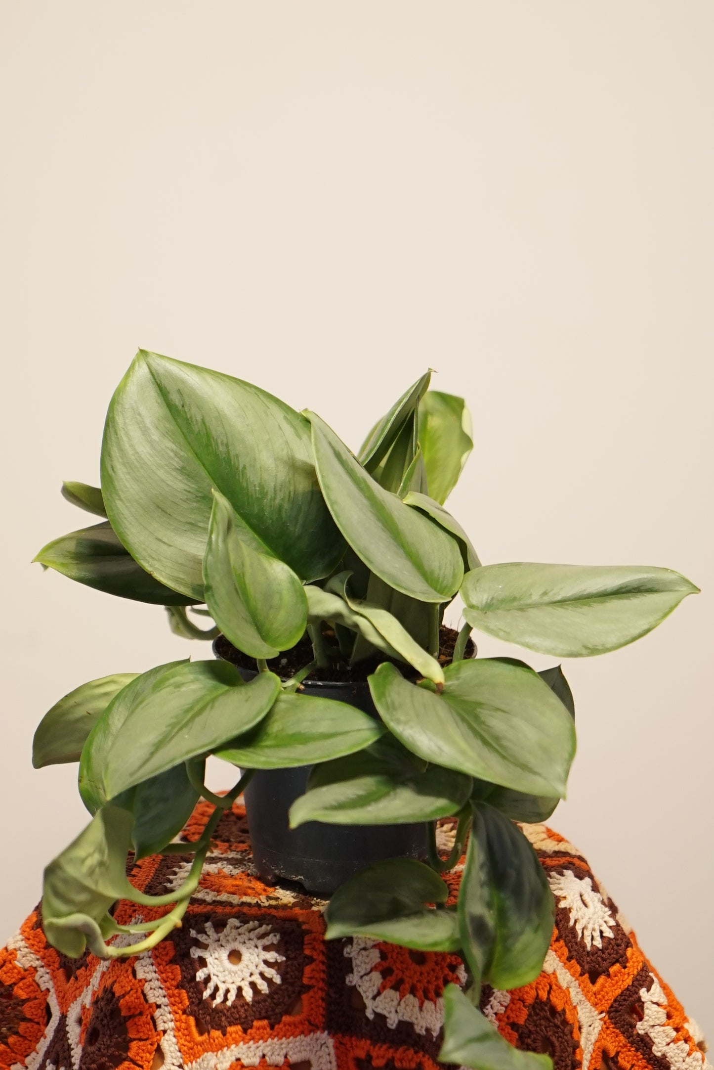 Scindapsus Treubii "Pothos" Moonlight