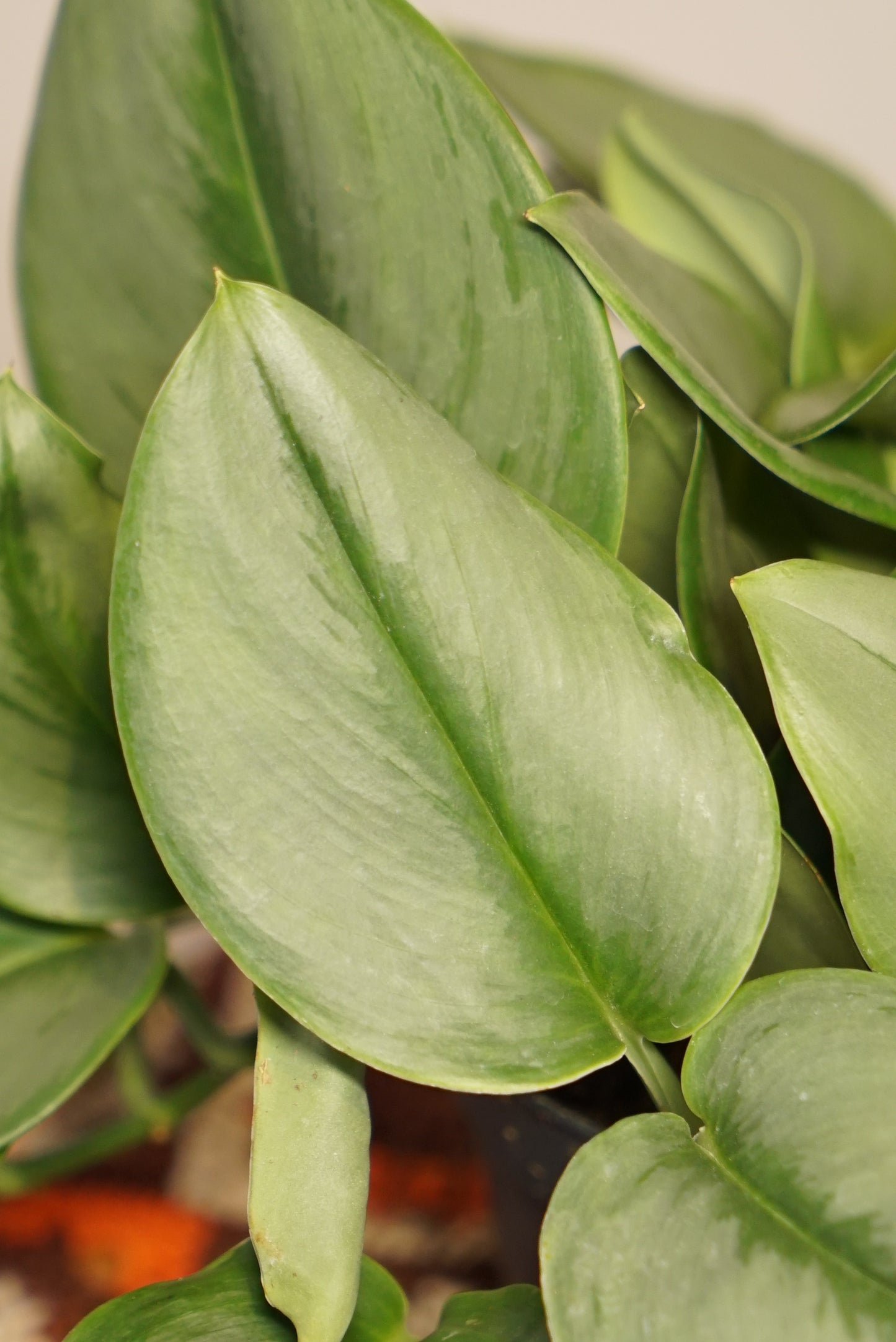 Scindapsus Treubii "Pothos" Moonlight