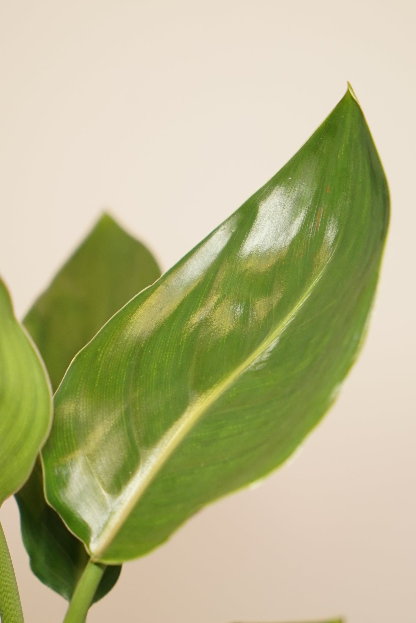 Strelitzia Reginae