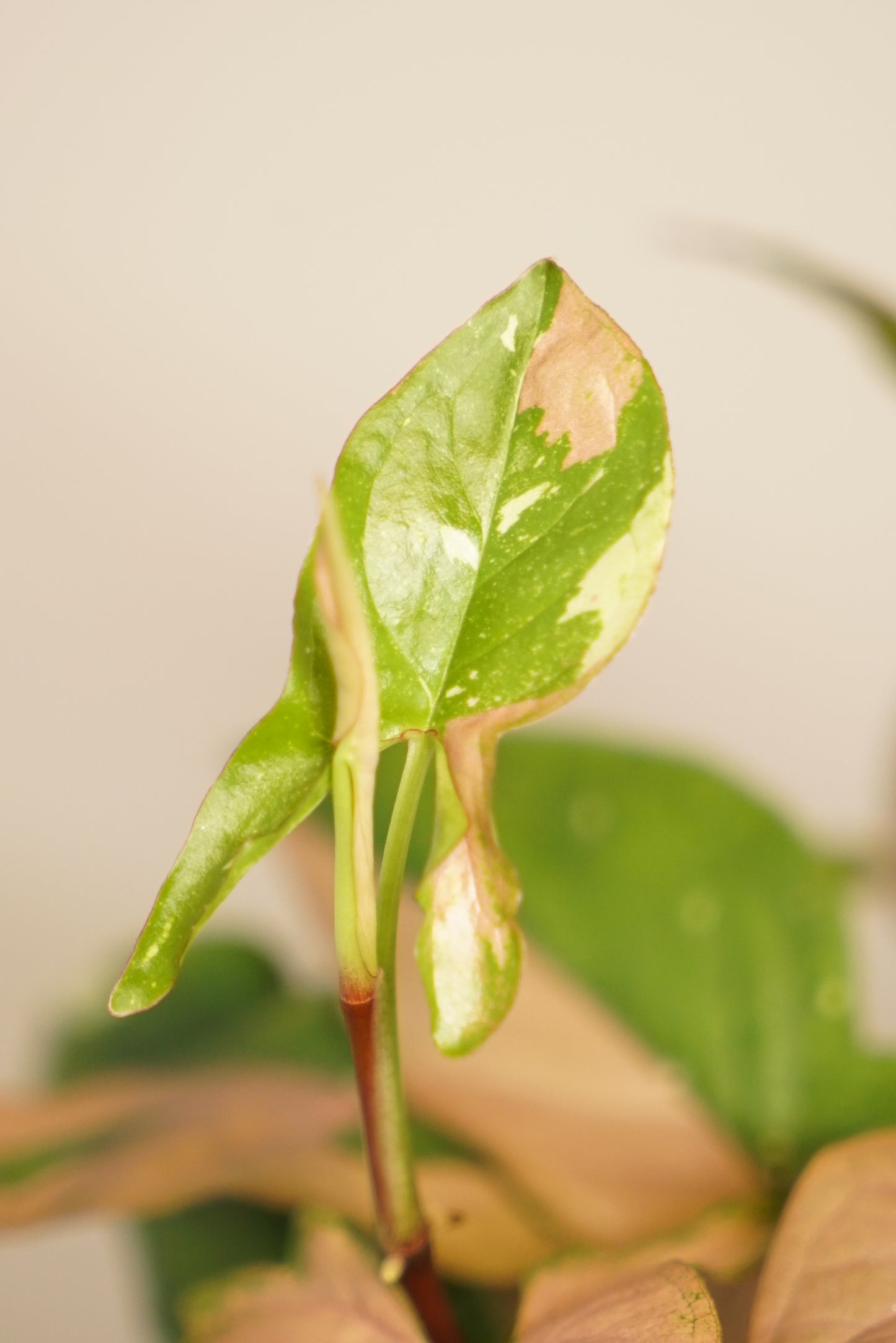 Syngonium Red Spot Tricolor