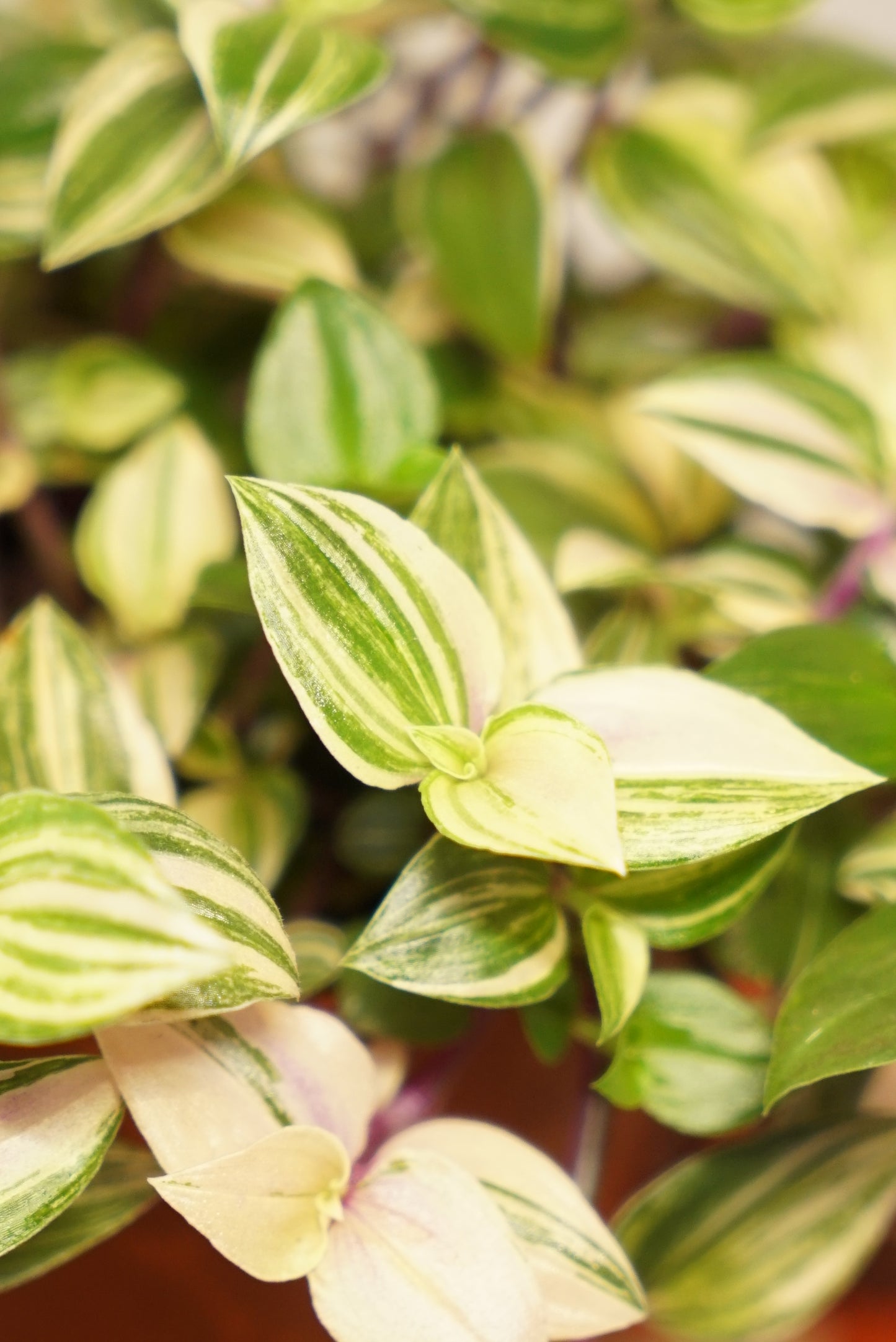 Tradescantia Fluminensis Quadricolor