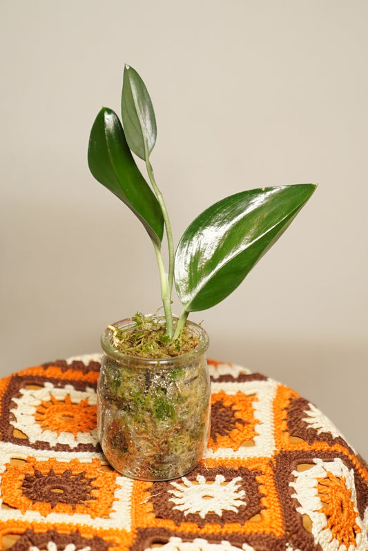 Scindapsus Treubii "Pothos" Dark Form