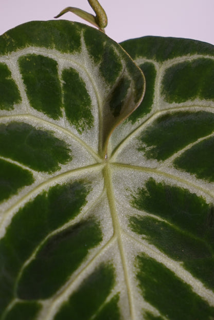 Anthurium Crystallinum Silver Blush