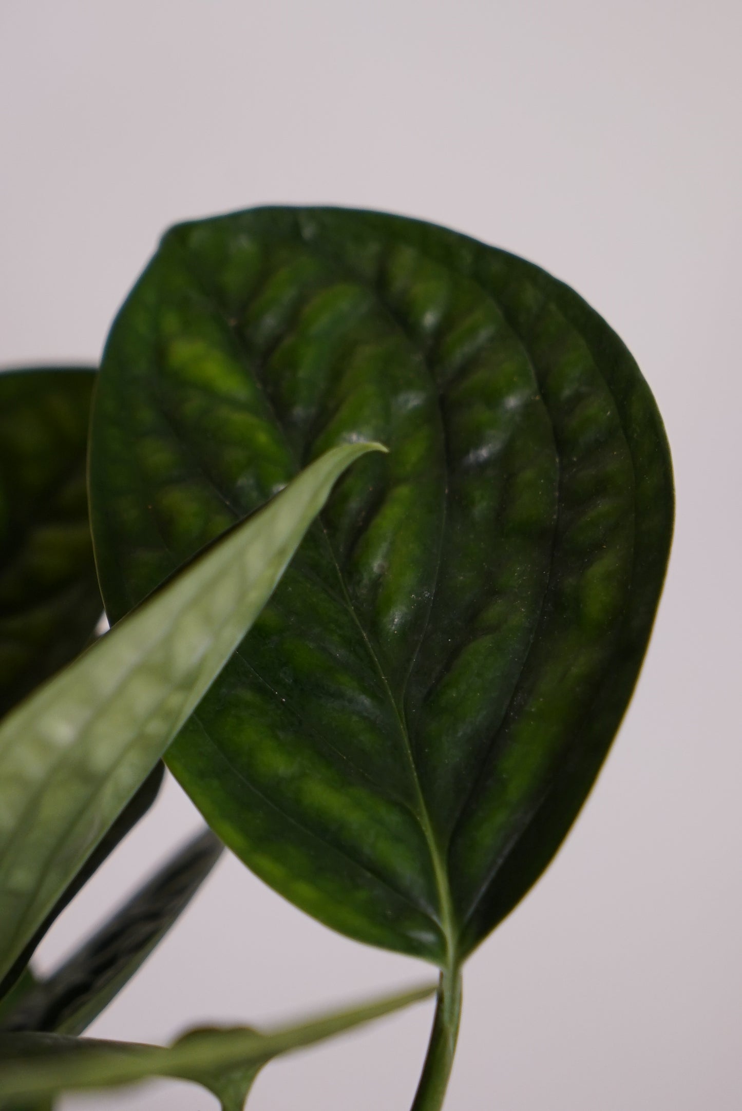 Monstera Pinnatipartita