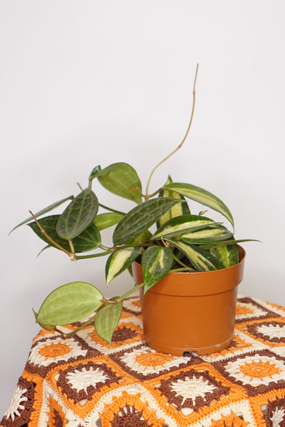 Hoya Latifolia "Pot Of Gold"