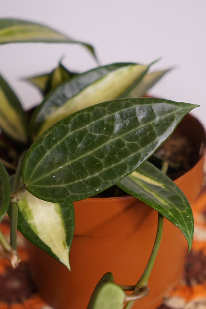 Hoya Latifolia "Pot Of Gold"