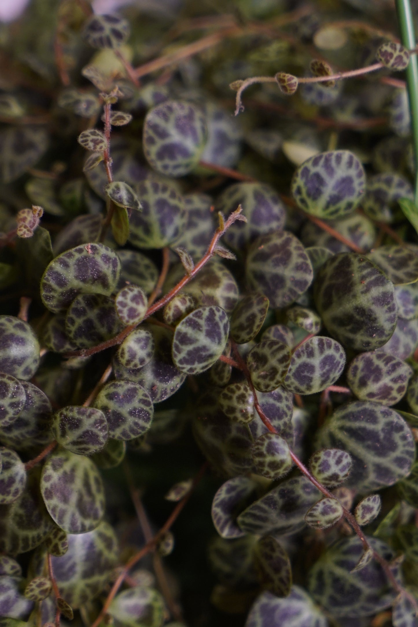 Peperomia Prostata "Chaîne de Tortue"