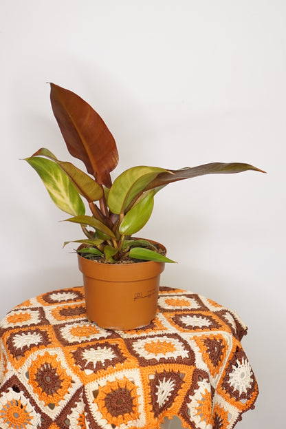 Philodendron Red Sun