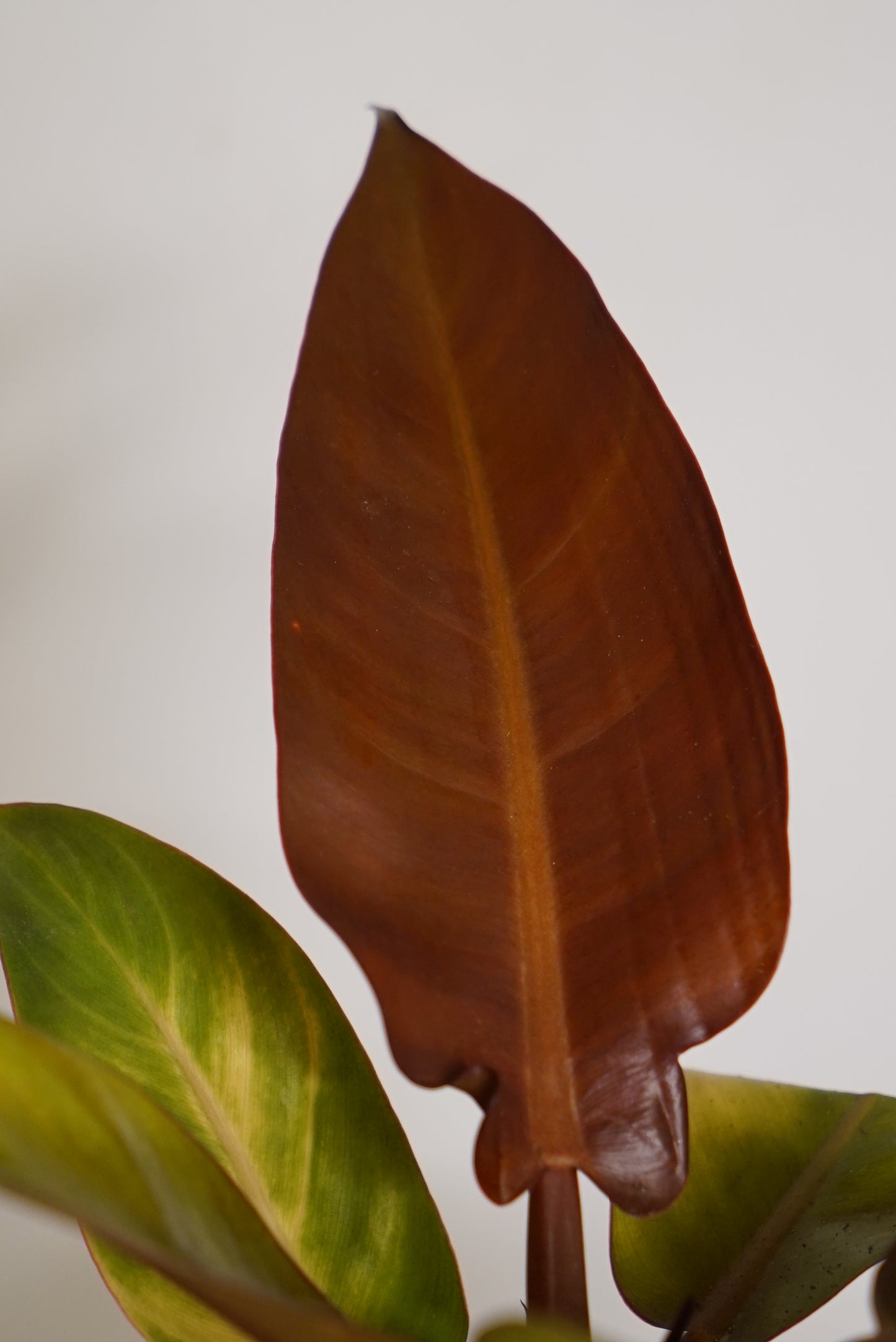 Philodendron Red Sun