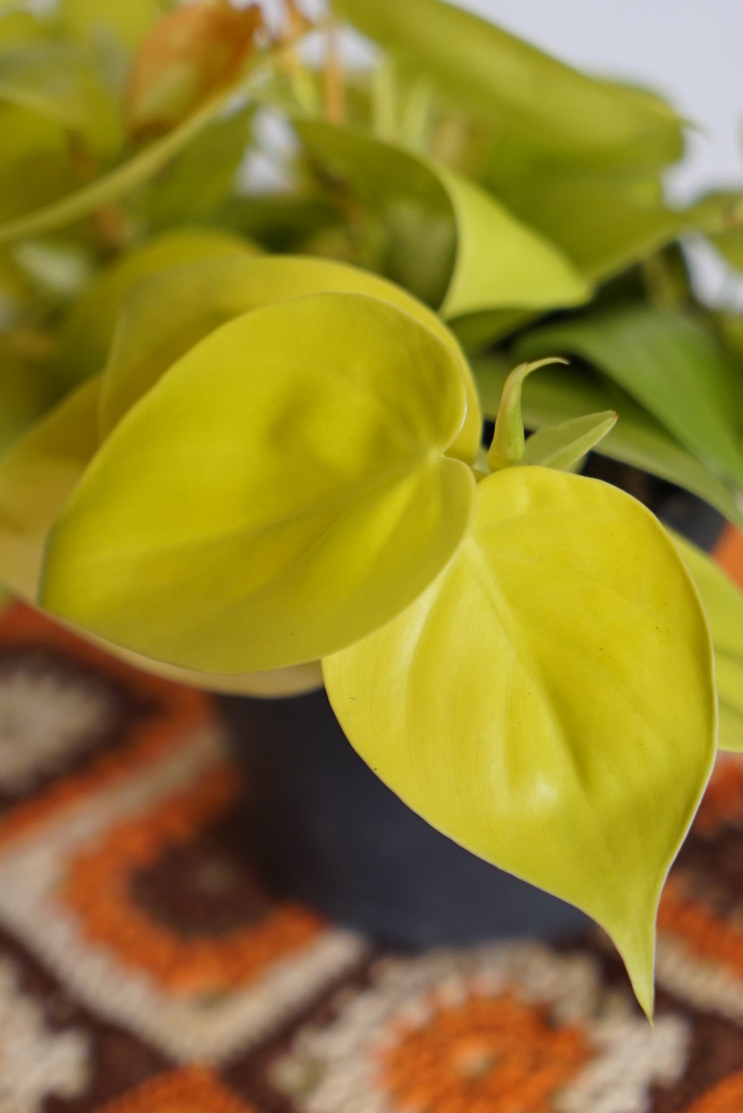 Philodendron Scandens Micans "Lime"