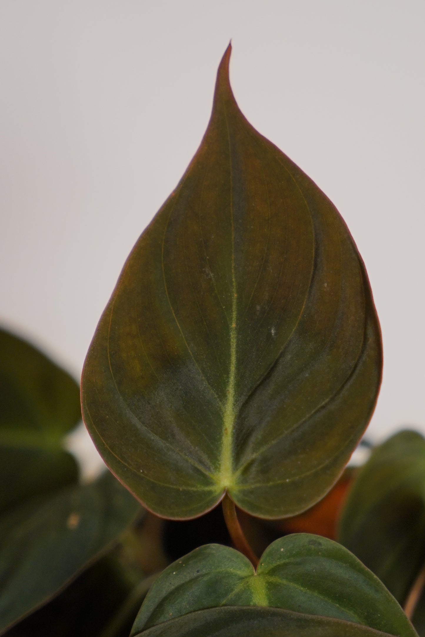 Philodendron Scandens Micans