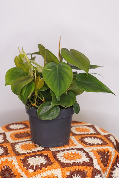 Philodendron Scandens