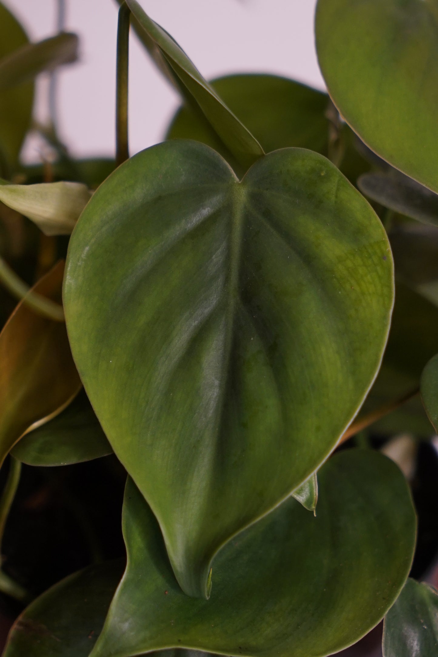 Philodendron Scandens