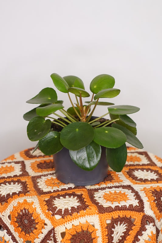 Pilea Peperomioides