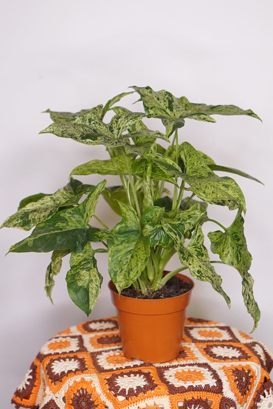 Syngonium Mojito