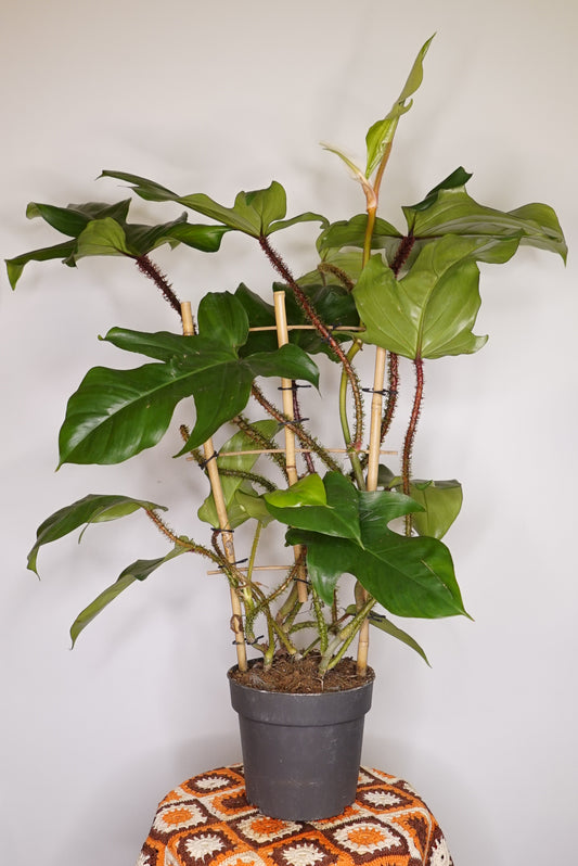 Philodendron Squamiferum