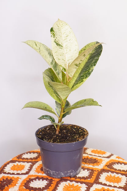 Ficus Shivereana Moonshine