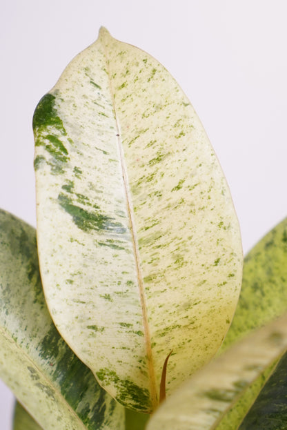 Ficus Shivereana Moonshine