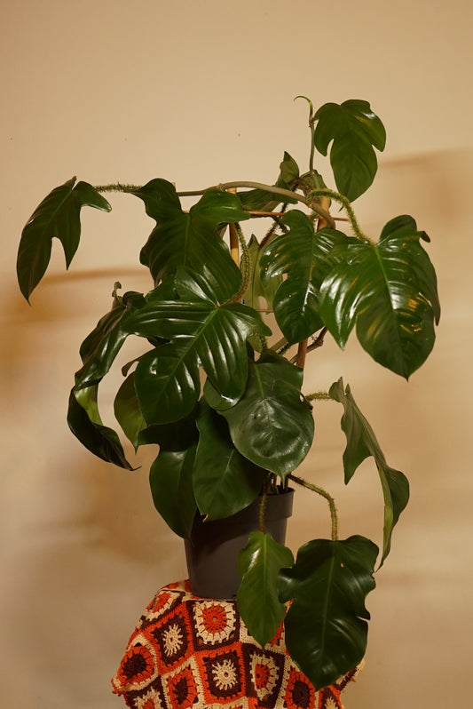 Philodendron Squamiferum